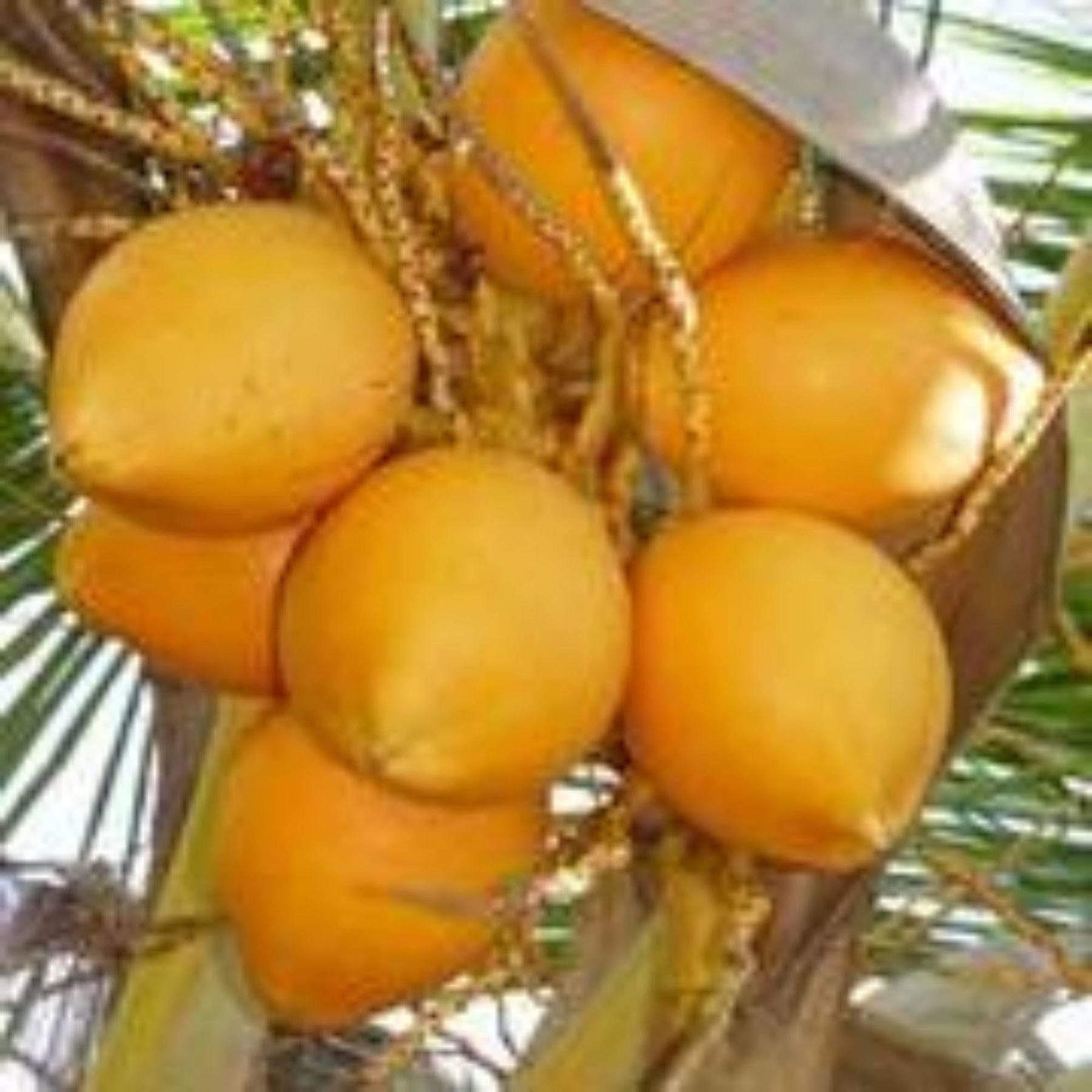 Masaaree Boutique Hotel Maafushi Luaran gambar